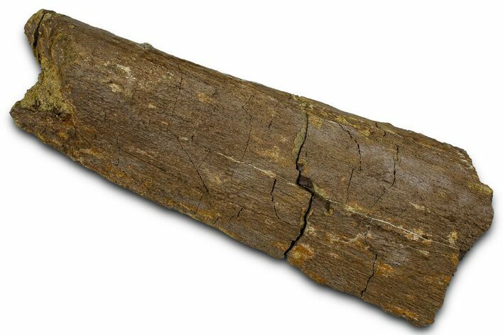 Fossil Dinosaur Appendage Bone Section - Wyoming #370984